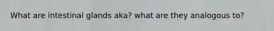 What are intestinal glands aka? what are they analogous to?