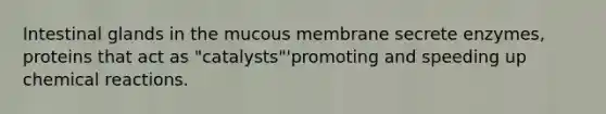 Intestinal glands in the mucous membrane secrete enzymes, proteins that act as "catalysts"'promoting and speeding up chemical reactions.