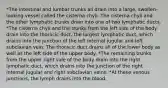 *The intestinal and lumbar trunks all drain into a large, swollen-looking vessel called the cisterna chyli. The cisterna chyli and the other lymphatic trunks drain into one of two lymphatic ducts. *The cisterna chyli and the trunks from the left side of the body drain into the thoracic duct, the largest lymphatic duct, which drains into the junction of the left internal jugular and left subclavian vein. The thoracic duct drains all of the lower body as well as the left side of the upper body. *The remaining trunks from the upper right side of the body drain into the right lymphatic duct, which drains into the junction of the right internal jugular and right subclavian veins. *At these venous junctions, the lymph drains into the blood.