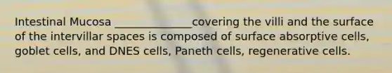 Intestinal Mucosa ______________covering the villi and the surface of the intervillar spaces is composed of surface absorptive cells, goblet cells, and DNES cells, Paneth cells, regenerative cells.