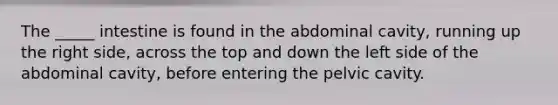 The _____ intestine is found in the abdominal cavity, running up the right side, across the top and down the left side of the abdominal cavity, before entering the pelvic cavity.