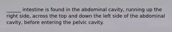 ______ intestine is found in the abdominal cavity, running up the right side, across the top and down the left side of the abdominal cavity, before entering the pelvic cavity.