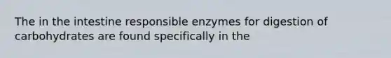 The in the intestine responsible enzymes for digestion of carbohydrates are found specifically in the