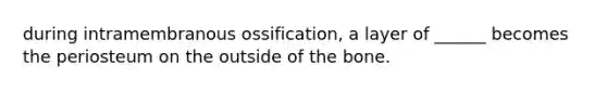 during intramembranous ossification, a layer of ______ becomes the periosteum on the outside of the bone.