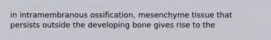 in intramembranous ossification, mesenchyme tissue that persists outside the developing bone gives rise to the