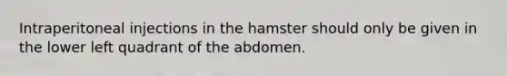 Intraperitoneal injections in the hamster should only be given in the lower left quadrant of the abdomen.