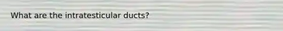 What are the intratesticular ducts?