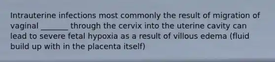 Intrauterine infections most commonly the result of migration of vaginal _______ through the cervix into the uterine cavity can lead to severe fetal hypoxia as a result of villous edema (fluid build up with in the placenta itself)