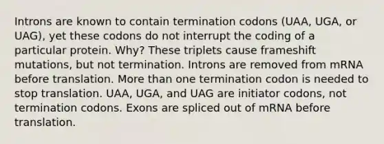 Introns are known to contain termination codons (UAA, UGA, or UAG), yet these codons do not interrupt the coding of a particular protein. Why? These triplets cause frameshift mutations, but not termination. Introns are removed from mRNA before translation. More than one termination codon is needed to stop translation. UAA, UGA, and UAG are initiator codons, not termination codons. Exons are spliced out of mRNA before translation.