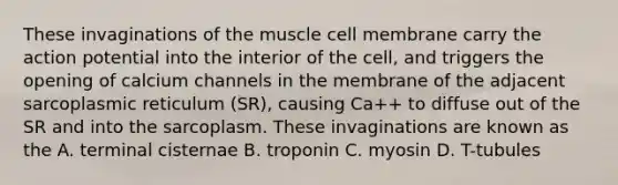 These invaginations of the muscle cell membrane carry the action potential into the interior of the cell, and triggers the opening of calcium channels in the membrane of the adjacent sarcoplasmic reticulum (SR), causing Ca++ to diffuse out of the SR and into the sarcoplasm. These invaginations are known as the A. terminal cisternae B. troponin C. myosin D. T-tubules