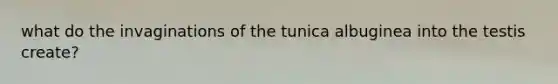 what do the invaginations of the tunica albuginea into the testis create?