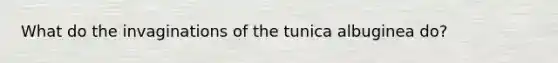 What do the invaginations of the tunica albuginea do?