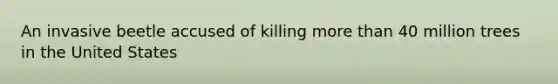 An invasive beetle accused of killing <a href='https://www.questionai.com/knowledge/keWHlEPx42-more-than' class='anchor-knowledge'>more than</a> 40 million trees in the United States