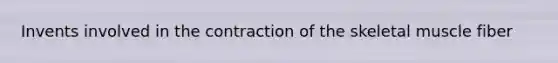 Invents involved in the contraction of the skeletal muscle fiber