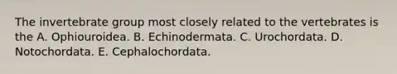 The invertebrate group most closely related to the vertebrates is the A. Ophiouroidea. B. Echinodermata. C. Urochordata. D. Notochordata. E. Cephalochordata.