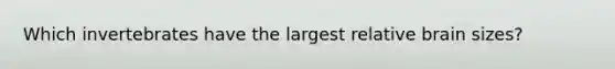 Which invertebrates have the largest relative brain sizes?