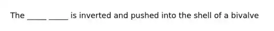 The _____ _____ is inverted and pushed into the shell of a bivalve