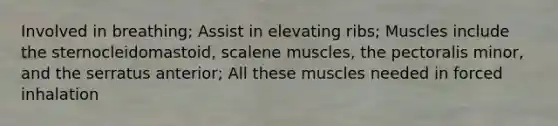 Involved in breathing; Assist in elevating ribs; Muscles include the sternocleidomastoid, scalene muscles, the pectoralis minor, and the serratus anterior; All these muscles needed in forced inhalation