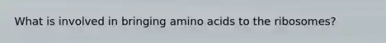 What is involved in bringing amino acids to the ribosomes?