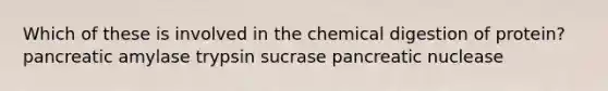 Which of these is involved in the chemical digestion of protein? pancreatic amylase trypsin sucrase pancreatic nuclease