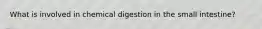 What is involved in chemical digestion in the small intestine?