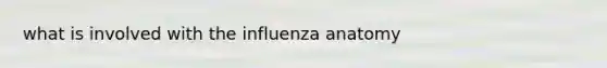 what is involved with the influenza anatomy