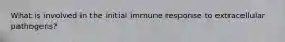 What is involved in the initial immune response to extracellular pathogens?