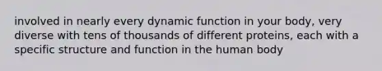 involved in nearly every dynamic function in your body, very diverse with tens of thousands of different proteins, each with a specific structure and function in the human body