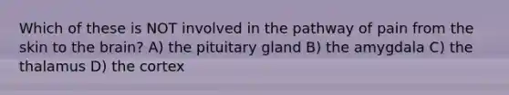 Which of these is NOT involved in the pathway of pain from the skin to the brain? A) the pituitary gland B) the amygdala C) the thalamus D) the cortex