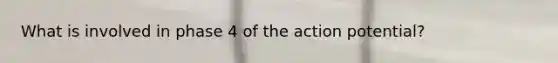 What is involved in phase 4 of the action potential?