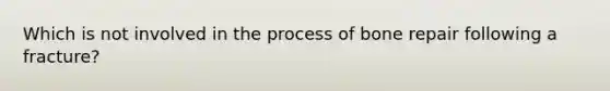 Which is not involved in the process of bone repair following a fracture?