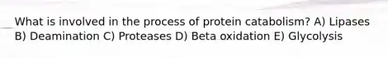 What is involved in the process of protein catabolism? A) Lipases B) Deamination C) Proteases D) Beta oxidation E) Glycolysis