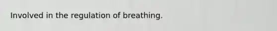 Involved in the regulation of breathing.