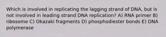 Which is involved in replicating the lagging strand of DNA, but is not involved in leading strand <a href='https://www.questionai.com/knowledge/kofV2VQU2J-dna-replication' class='anchor-knowledge'>dna replication</a>? A) RNA primer B) ribosome C) Okazaki fragments D) phosphodiester bonds E) DNA polymerase