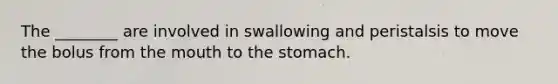 The ________ are involved in swallowing and peristalsis to move the bolus from the mouth to the stomach.