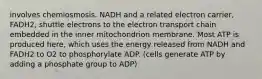 involves chemiosmosis. NADH and a related electron carrier, FADH2, shuttle electrons to the electron transport chain embedded in the inner mitochondrion membrane. Most ATP is produced here, which uses the energy released from NADH and FADH2 to O2 to phosphorylate ADP. (cells generate ATP by adding a phosphate group to ADP)