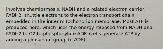 involves chemiosmosis. NADH and a related electron carrier, FADH2, shuttle electrons to the electron transport chain embedded in the inner mitochondrion membrane. Most ATP is produced here, which uses the energy released from NADH and FADH2 to O2 to phosphorylate ADP. (cells generate ATP by adding a phosphate group to ADP)