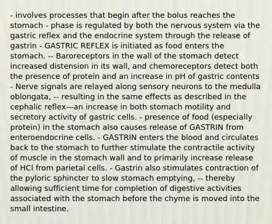 - involves processes that begin after the bolus reaches the stomach - phase is regulated by both the nervous system via the gastric reflex and the endocrine system through the release of gastrin - GASTRIC REFLEX is initiated as food enters the stomach. -- Baroreceptors in the wall of the stomach detect increased distension in its wall, and chemoreceptors detect both the presence of protein and an increase in pH of gastric contents - Nerve signals are relayed along sensory neurons to the medulla oblongata, -- resulting in the same effects as described in the cephalic reflex—an increase in both stomach motility and secretory activity of gastric cells. - presence of food (especially protein) in the stomach also causes release of GASTRIN from enteroendocrine cells. - GASTRIN enters the blood and circulates back to the stomach to further stimulate the contractile activity of muscle in the stomach wall and to primarily increase release of HCl from parietal cells. - Gastrin also stimulates contraction of the pyloric sphincter to slow stomach emptying, -- thereby allowing sufficient time for completion of digestive activities associated with the stomach before the chyme is moved into the small intestine.