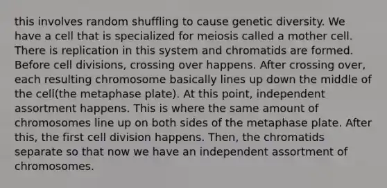 this involves random shuffling to cause genetic diversity. We have a cell that is specialized for meiosis called a mother cell. There is replication in this system and chromatids are formed. Before cell divisions, crossing over happens. After crossing over, each resulting chromosome basically lines up down the middle of the cell(the metaphase plate). At this point, independent assortment happens. This is where the same amount of chromosomes line up on both sides of the metaphase plate. After this, the first cell division happens. Then, the chromatids separate so that now we have an independent assortment of chromosomes.