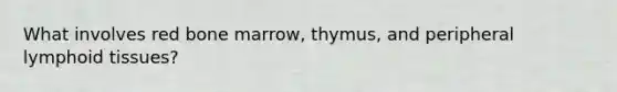 What involves red bone marrow, thymus, and peripheral lymphoid tissues?