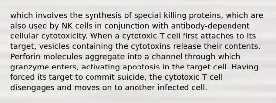 which involves the synthesis of special killing proteins, which are also used by NK cells in conjunction with antibody-dependent cellular cytotoxicity. When a cytotoxic T cell first attaches to its target, vesicles containing the cytotoxins release their contents. Perforin molecules aggregate into a channel through which granzyme enters, activating apoptosis in the target cell. Having forced its target to commit suicide, the cytotoxic T cell disengages and moves on to another infected cell.