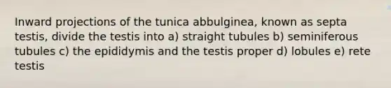 Inward projections of the tunica abbulginea, known as septa testis, divide the testis into a) straight tubules b) seminiferous tubules c) the epididymis and the testis proper d) lobules e) rete testis