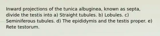 Inward projections of the tunica albuginea, known as septa, divide the testis into a) Straight tubules. b) Lobules. c) Seminiferous tubules. d) The epididymis and the testis proper. e) Rete testorum.