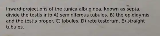 Inward projections of the tunica albuginea, known as septa, divide the testis into A) seminiferous tubules. B) the epididymis and the testis proper. C) lobules. D) rete testorum. E) straight tubules.