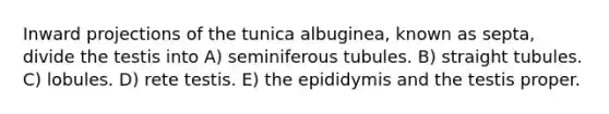 Inward projections of the tunica albuginea, known as septa, divide the testis into A) seminiferous tubules. B) straight tubules. C) lobules. D) rete testis. E) the epididymis and the testis proper.