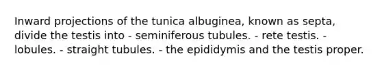 Inward projections of the tunica albuginea, known as septa, divide the testis into - seminiferous tubules. - rete testis. - lobules. - straight tubules. - the epididymis and the testis proper.