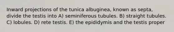 Inward projections of the tunica albuginea, known as septa, divide the testis into A) seminiferous tubules. B) straight tubules. C) lobules. D) rete testis. E) the epididymis and the testis proper