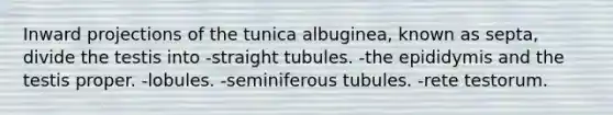 Inward projections of the tunica albuginea, known as septa, divide the testis into -straight tubules. -the epididymis and the testis proper. -lobules. -seminiferous tubules. -rete testorum.