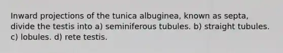 Inward projections of the tunica albuginea, known as septa, divide the testis into a) seminiferous tubules. b) straight tubules. c) lobules. d) rete testis.