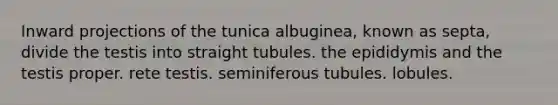 Inward projections of the tunica albuginea, known as septa, divide the testis into straight tubules. the epididymis and the testis proper. rete testis. seminiferous tubules. lobules.